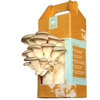 Oyster Mushroom Kit