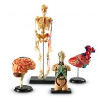 Anatomy Models, Set of 4