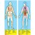 Human Body Floor Puzzle